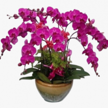 杨浦区夏季绿化养护厂家 诚信推荐 上海园中园花艺绿化供应