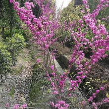 2米高巴干红笼子，紫荆绿化苗价 格，紫荆基地