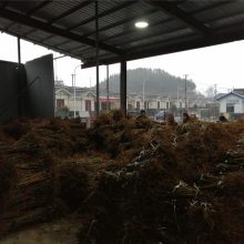 云南宣威青脆李树苗-缘道苗木-晚熟青脆李苗现挖现卖