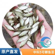 港发水产 基地批发笋壳鱼苗 鲈鱼苗 鲫鱼苗 生长速度快 易成活
