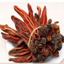 中药材回春草 回春草新货