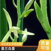 燎伯兰业 户外花卉摆放 花色绿白盆栽盆景 墨兰白墨