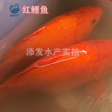 ʺ ˹ ˹ ˿ ˮӦ