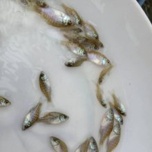 【高密度养殖品种】利鸿 太阳鱼苗 蓝腮太阳鱼鱼苗 淡水养殖高效益