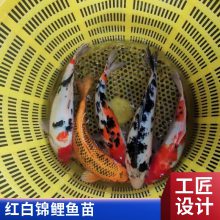 红白三色锦鲤鱼苗 颜色丰富 游动活跃锦鲤鱼苗 放生金鱼苗