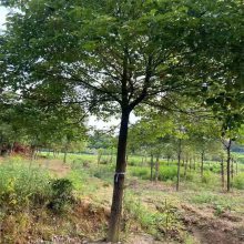 1-20公分香樟绿化苗 基地大量供应香樟苗 香樟价格