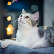 布偶猫被称为万人迷这和布偶猫的特点有关