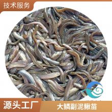 批发优质泥鳅苗 港发水产 生长快 适应环境 提供专业养殖技术