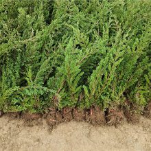 公鼎地柏苗20万棵 规格20-80长度