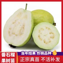 ޽ӷʯⷬʯϷֲ