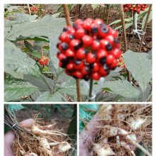 富仁种植基地供应越南人参种子种苗