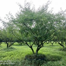 三联花木基地直供红梅、厂家批发、