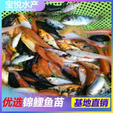 ֳͽ緱ֳ