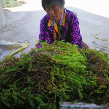 粉绿狐尾藻 水下水面都能生长繁殖 根茎粗壮 当天采挖装车