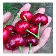 求购红灯樱桃树苗多少钱一棵 早熟大果型樱桃树苗