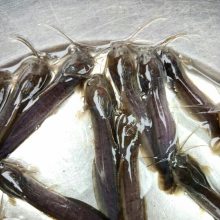  磬繩Ӧ Ǯ