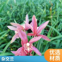 燎伯兰业 种类丰富室内绿植花 室内花园装饰花卉 建兰小姐