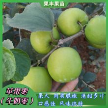 出售苹果枣（牛奶枣）苗 果肉甜脆 春节前后成熟