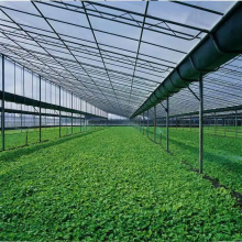 揭阳香菇种植大棚 采光效果好 智能温室搭建厂家 鲁苗