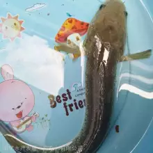  籨 ϲͷ 鱨