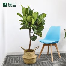 琴叶榕 1米2折纸瓷盆中型室内盆栽植物 室内净化空气盆栽 北欧客厅植物