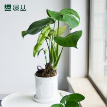 植物租赁 龟背竹 好养耐阴净化空气