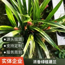 燎伯兰业 大花浓香花卉盆栽 建兰醉美人 办公室绿植花卉