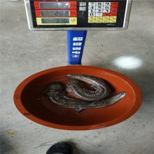 3-5Ǯ 5-10Ǯһ ֳ