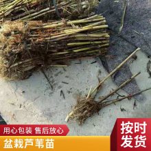 护坡护堤专用芦苇苗厂家直供 公园水池 全国配送发货