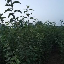 批发高产保收黄金梨树苗 出售大规格红啤梨树苗