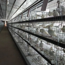 自动化鸽子笼养设备 24位鸽子笼 鸽子自动喂料机 鸽子航车式喂料机 肉鸡鹌鹑鸽子笼养清粪养殖设备全自动肉鸡笼鸽