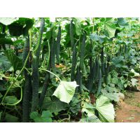 黄瓜培苗专用生根促长叶面肥，爱普达原粉生根旺根效果好