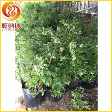 一年生蓝莓树苗多少钱-乾纳瑞农业-绥化蓝莓树苗