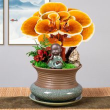 灵芝花 盆景灵芝 鲜活灵芝盆栽 康瑞种植基地 室内桌面摆件厂家