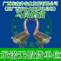 -ֳ-Ѽ-ռ