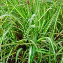 基地直销 花叶芒 细叶芒 斑叶芒 花叶芦竹 花叶水葱 品种齐全