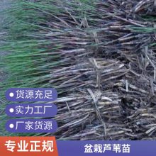 护坡护堤专用芦苇苗厂家直供 公园水池 全国配送发货
