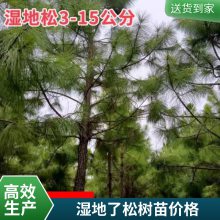 罗汉松树苗市场 松树苗批发 绿化湿地松 苗木基地