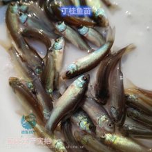 丁贵鱼苗 淡水养殖丁桂鱼苗生产速度快 营业价值高 鲜活水产 运输包活