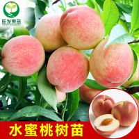 ڼ޽ˮֲӹԵ