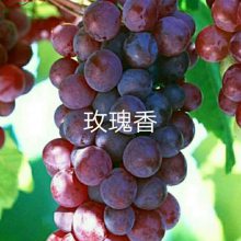 硢ά***