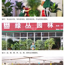 盆栽植物 武汉绿植 绿丛园林