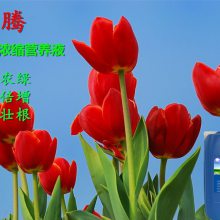 南京园林植物营养液 花卉植物营养液 南京营养液批发