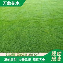 马尼拉草坪草皮 园林绿化草地草坪 耐践踏抗旱 护坡固土