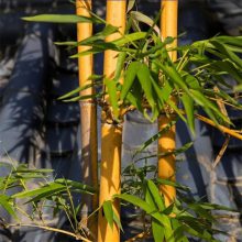 基地出售黄杆乌哺鸡竹庭园盆栽观赏竹种 池水旁配植
