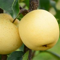 供应1公分至3公分优质梨树苗 当年结果 新品种梨树苗