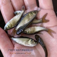 花鲢鱼苗 大头鱼苗 鳙鱼苗 大头鱼苗全年供应 价格优惠