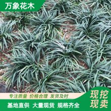 基地出售 5cm玉龙草小苗 庭院配植地被护坡草 道路色块苗木