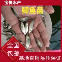 Ӧ  3-5п  ٱ ƷɹҵóΪ