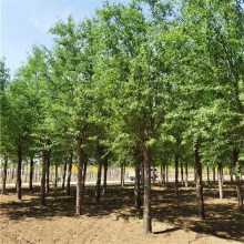 12公分旱柳 园林苗木 技术指导 树干通直